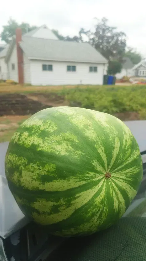A large watermelon sitting on the hood of a car. In the background a house and garden beds.